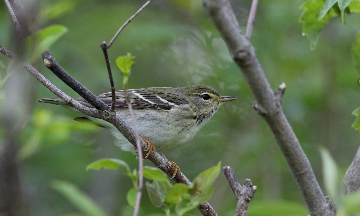 Blackpoll Warbler - Jay McGowan