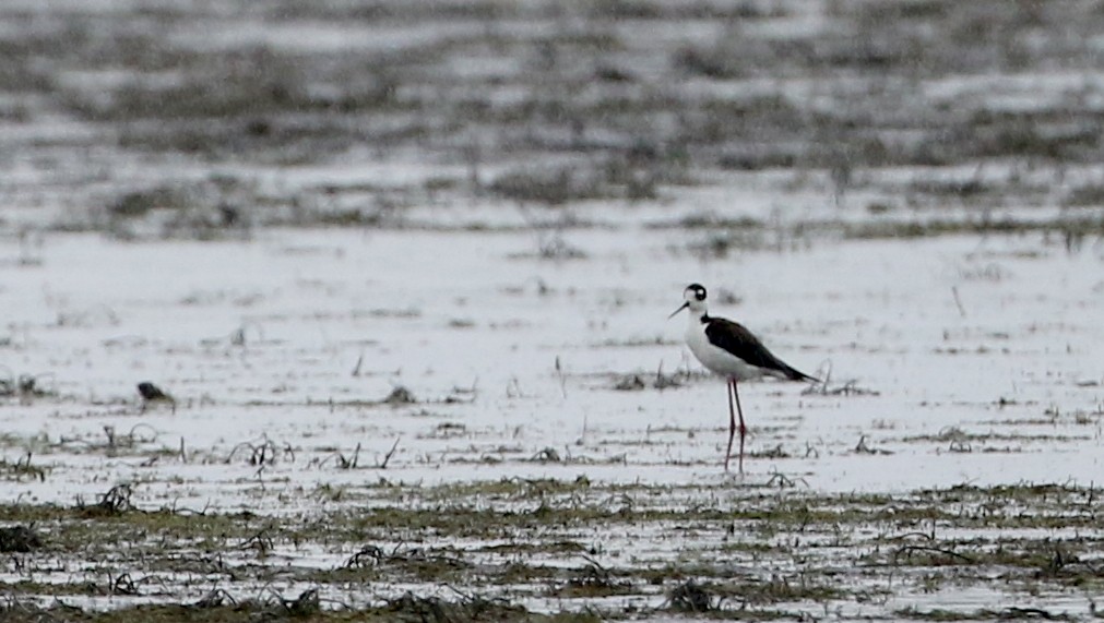 Black-necked Stilt (Black-necked) - ML194632691