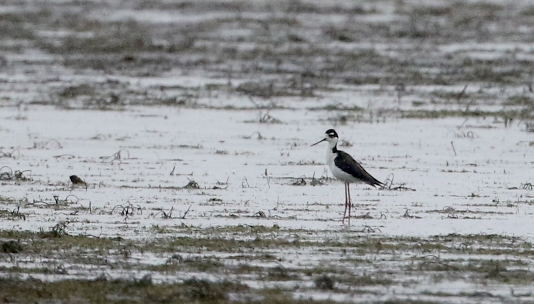 Black-necked Stilt (Black-necked) - ML194632701