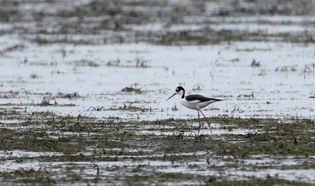 Black-necked Stilt (Black-necked) - ML194632761