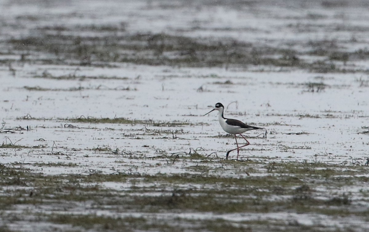 Black-necked Stilt (Black-necked) - ML194632771