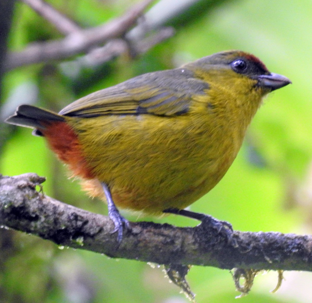 Olive-backed Euphonia - ML194632941