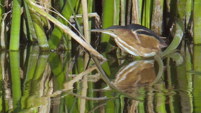 Least Bittern - ML194634411