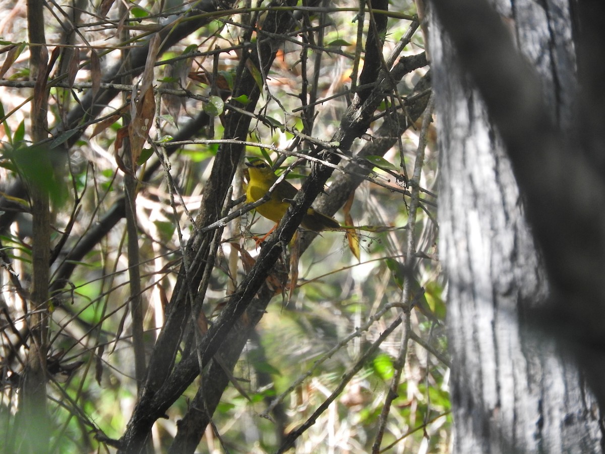 Flavescent Warbler - ML194634651