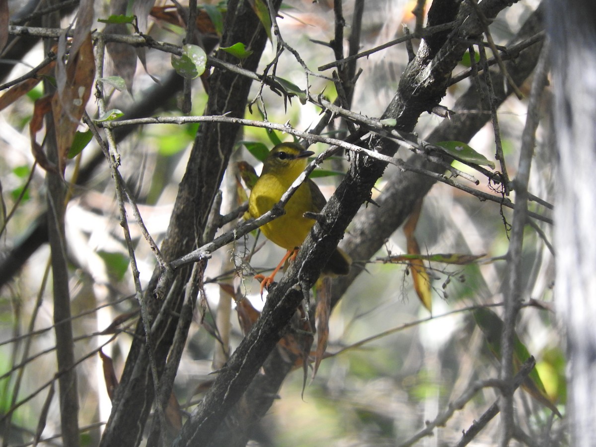 Flavescent Warbler - Luis Recalde