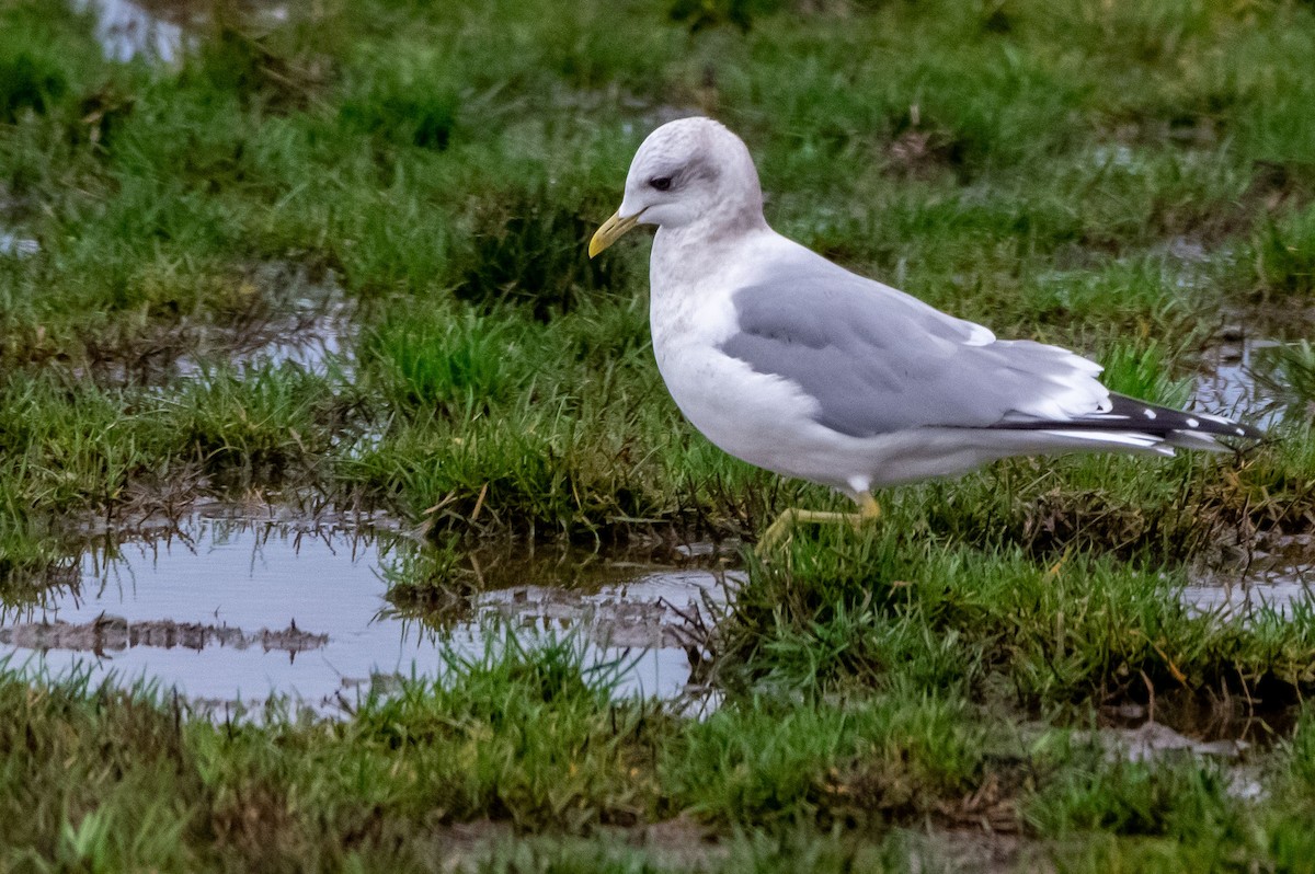 Short-billed Gull - Phil Kahler