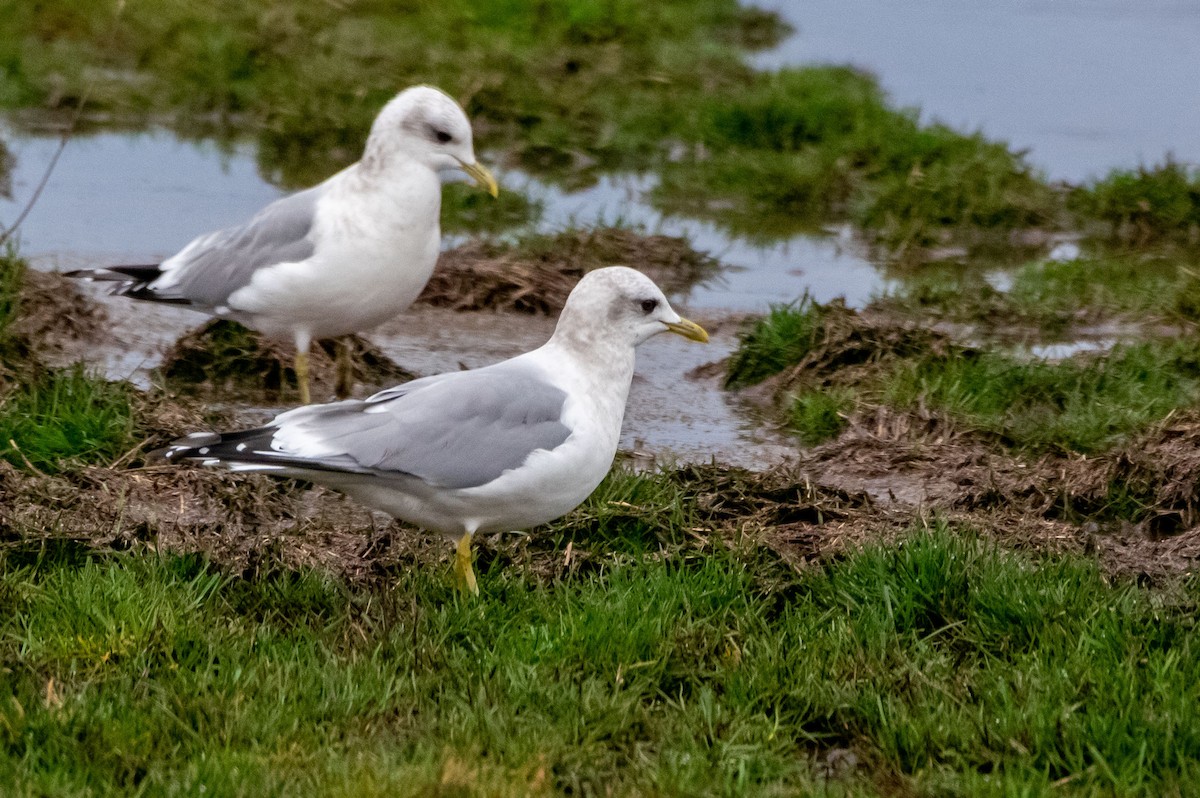 Short-billed Gull - Phil Kahler