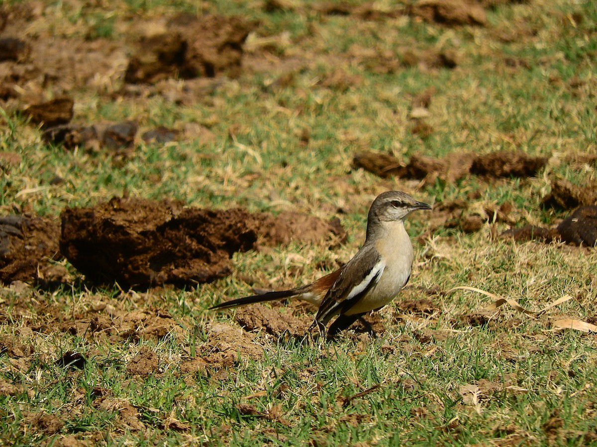 White-banded Mockingbird - Luis Recalde