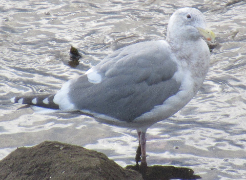 Glaucous-winged Gull - ML194635461