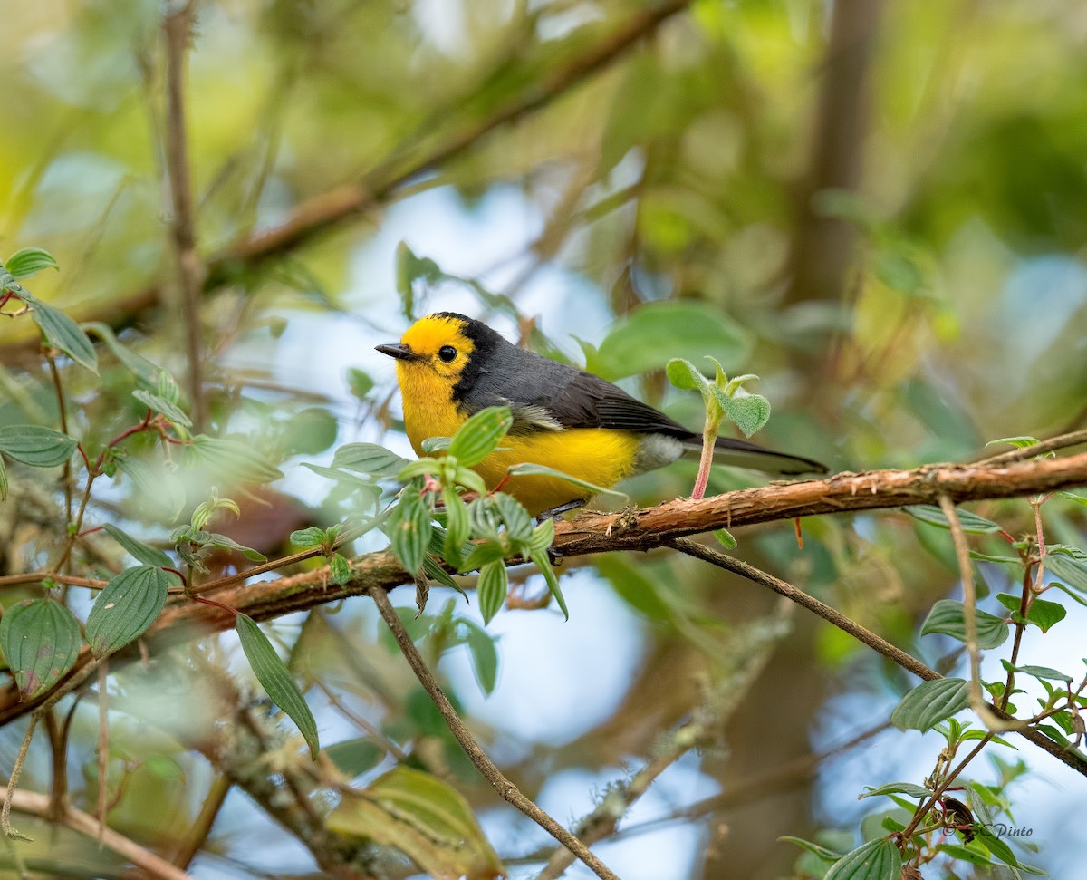 Golden-fronted Redstart - Shailesh Pinto