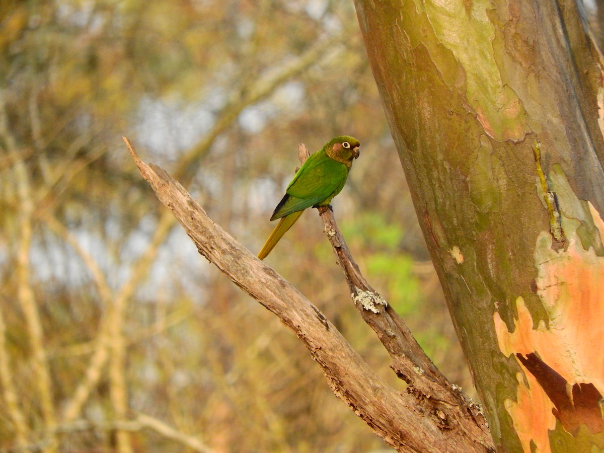 Maroon-bellied Parakeet - Luis Recalde