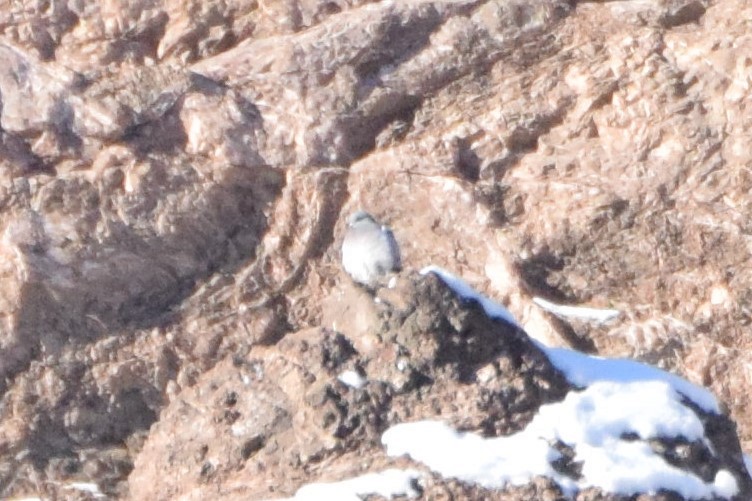holub útesový - ML194638811