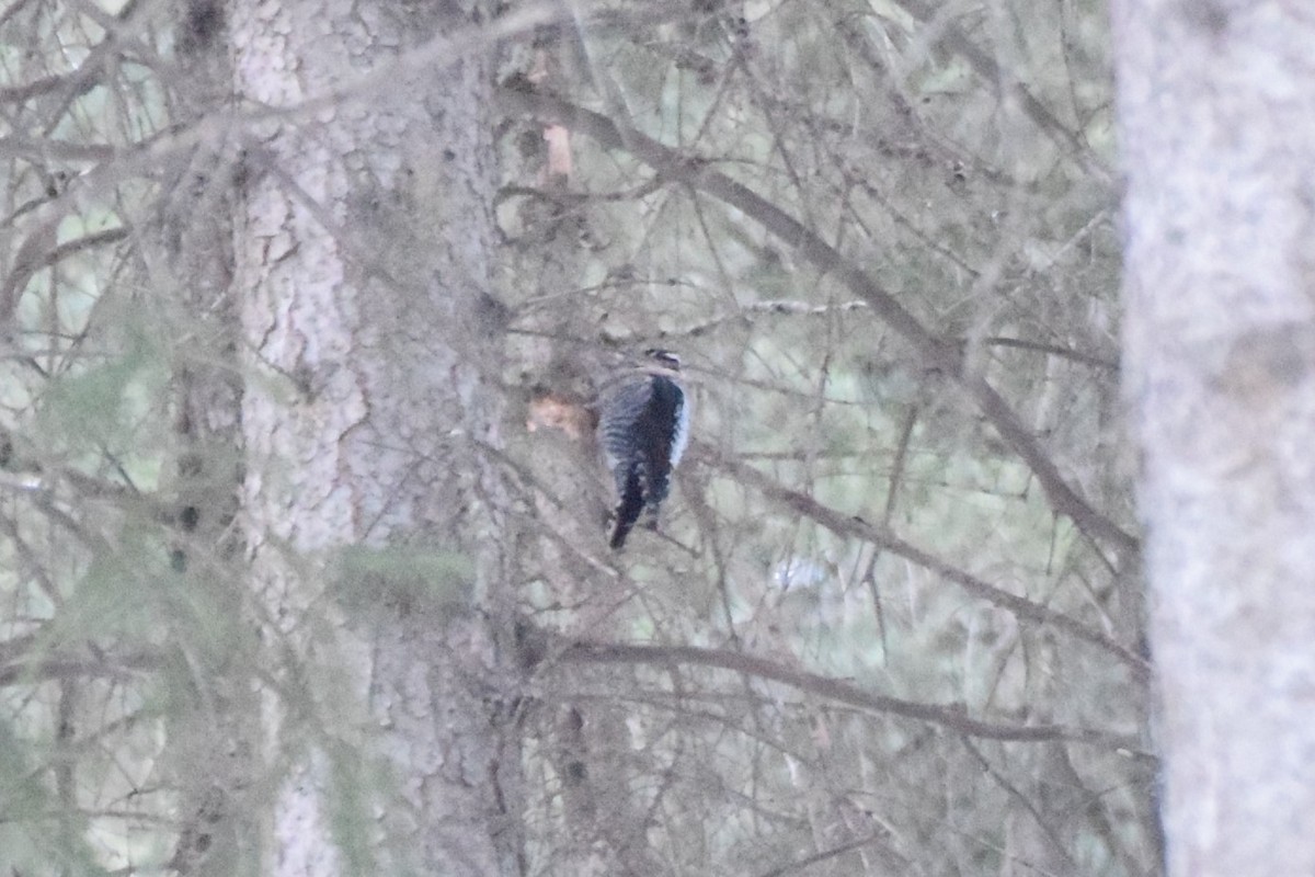 Eurasian Three-toed Woodpecker - ML194638841