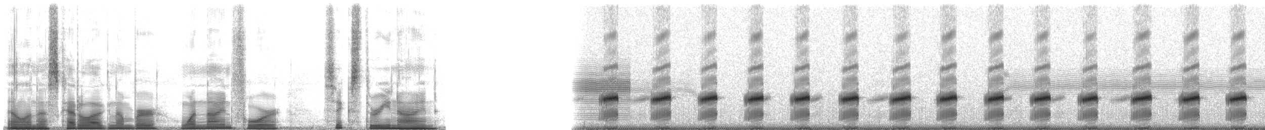 Spotted Chorus Frog - ML194639