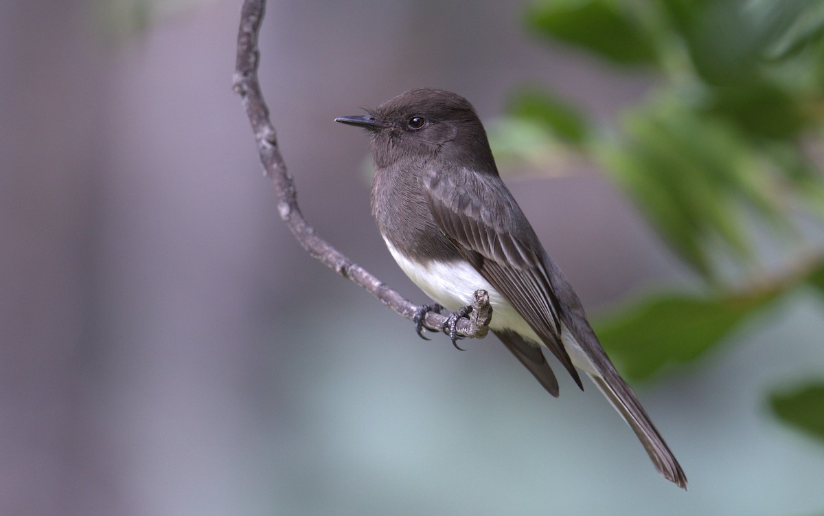 Black Phoebe - ML194639171