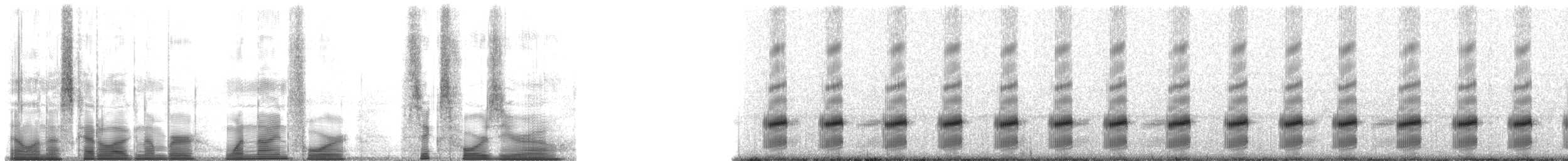 Spotted Chorus Frog - ML194640