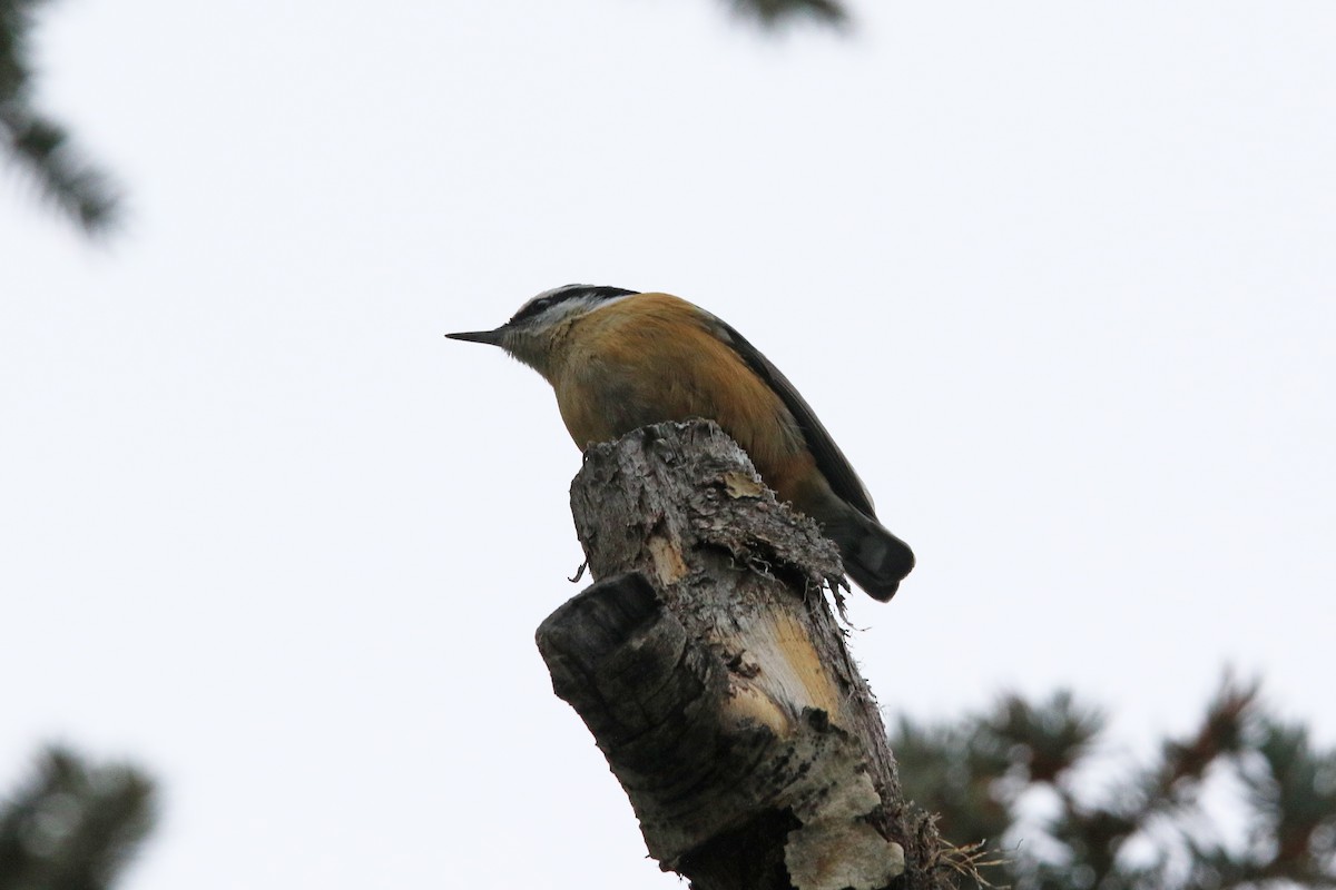 Red-breasted Nuthatch - ML194640861