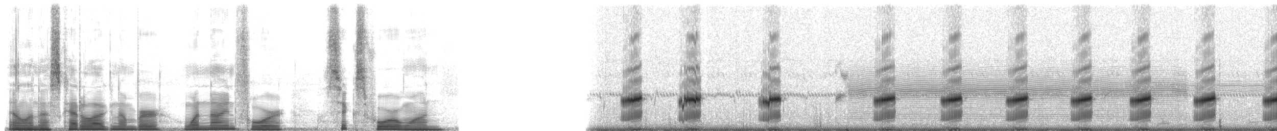 Spotted Chorus Frog - ML194641