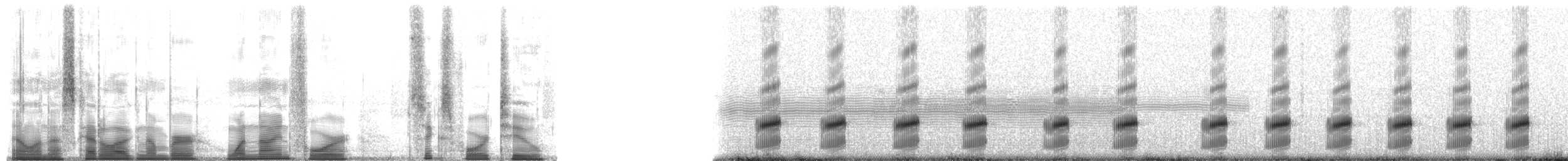 Spotted Chorus Frog - ML194642