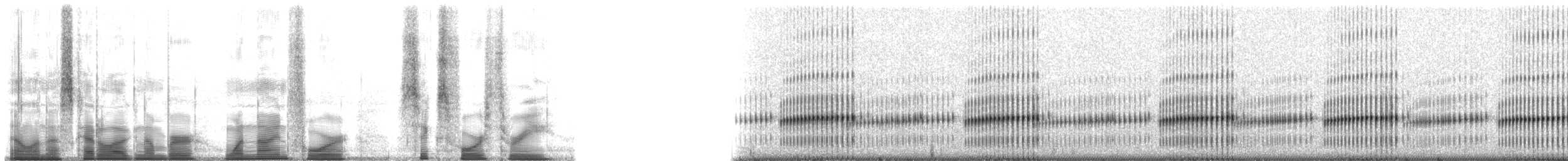 Western Chorus Frog - ML194643