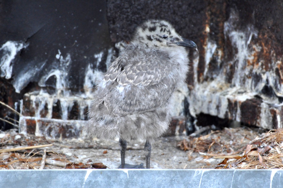 Glaucous-winged Gull - ML194643091