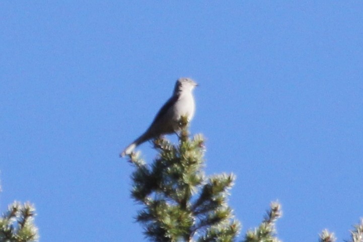 Townsend's Solitaire - ML194644431
