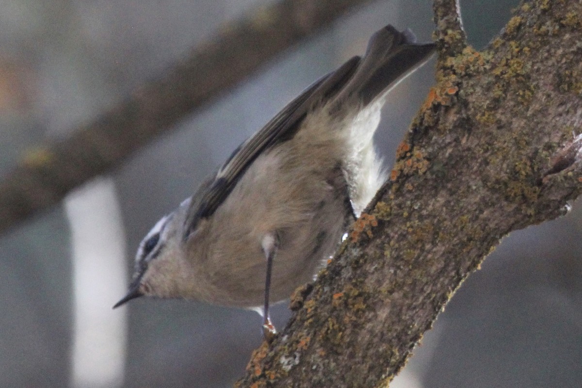 Roitelet à couronne dorée - ML194644511