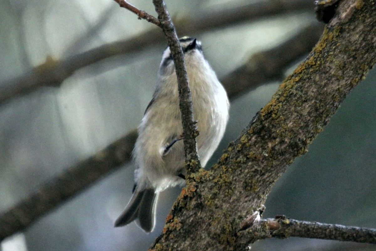 Roitelet à couronne dorée - ML194644521