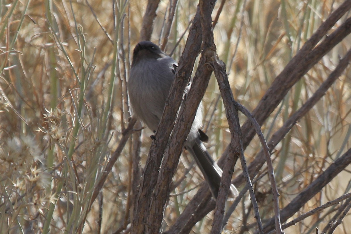 Bushtit - ML194644761