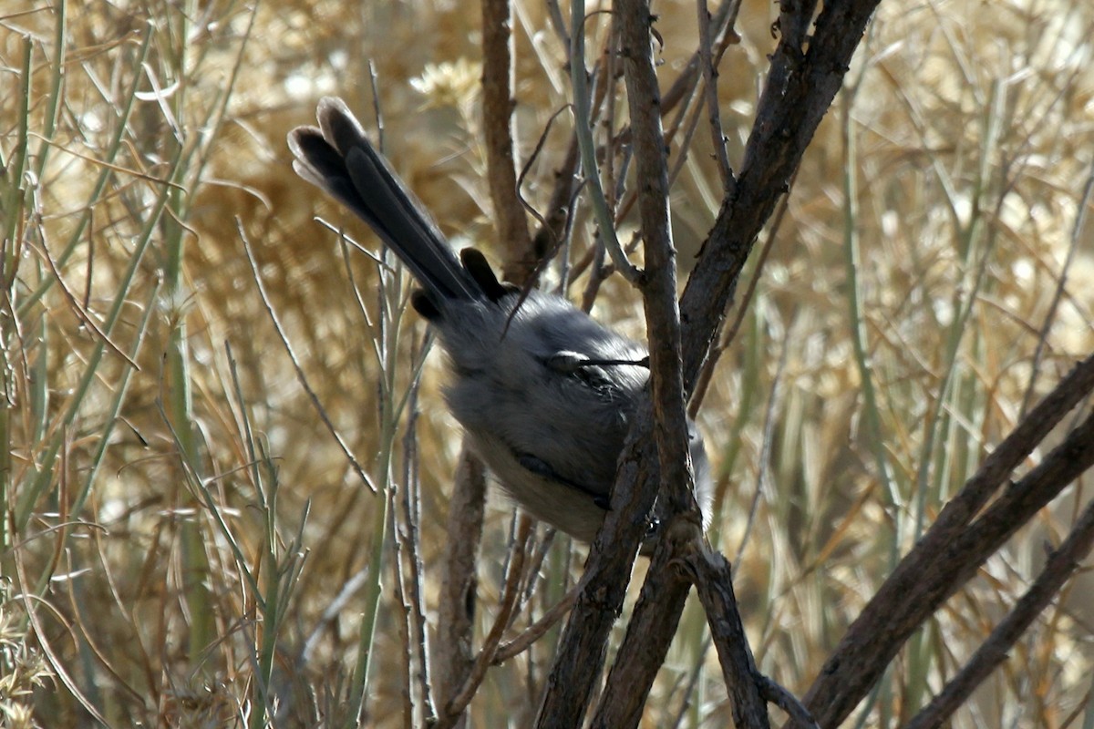 Bushtit - ML194644831