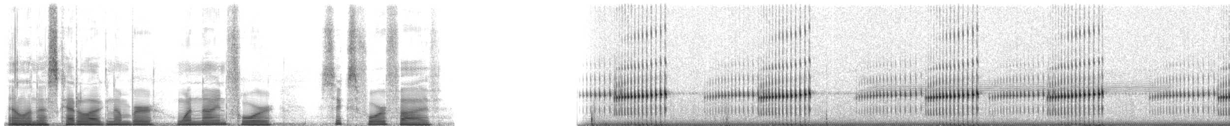 Western Chorus Frog - ML194645