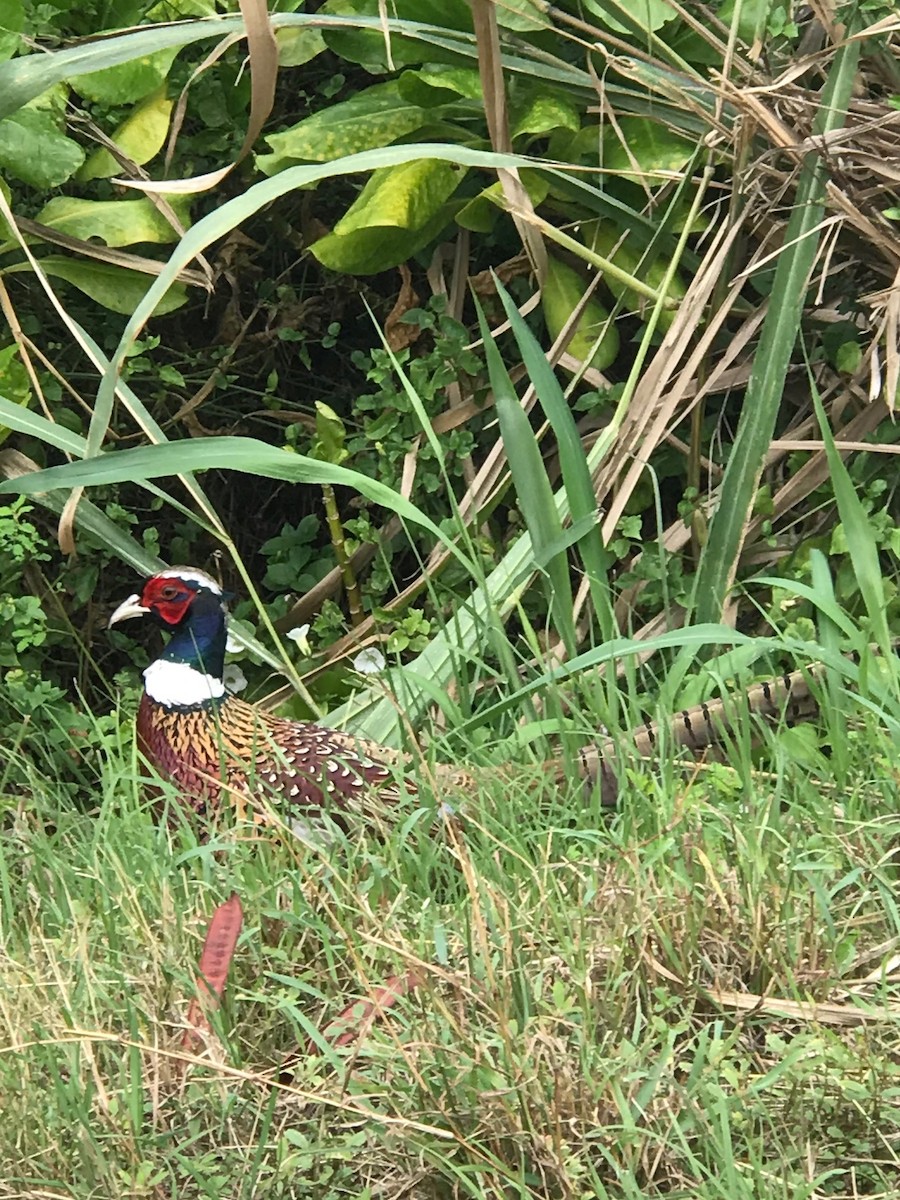 Ring-necked Pheasant - ML194646881