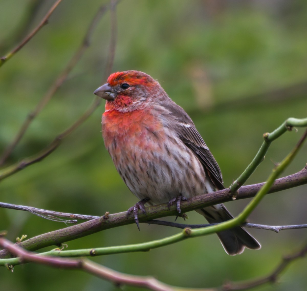 House Finch - ML194647981