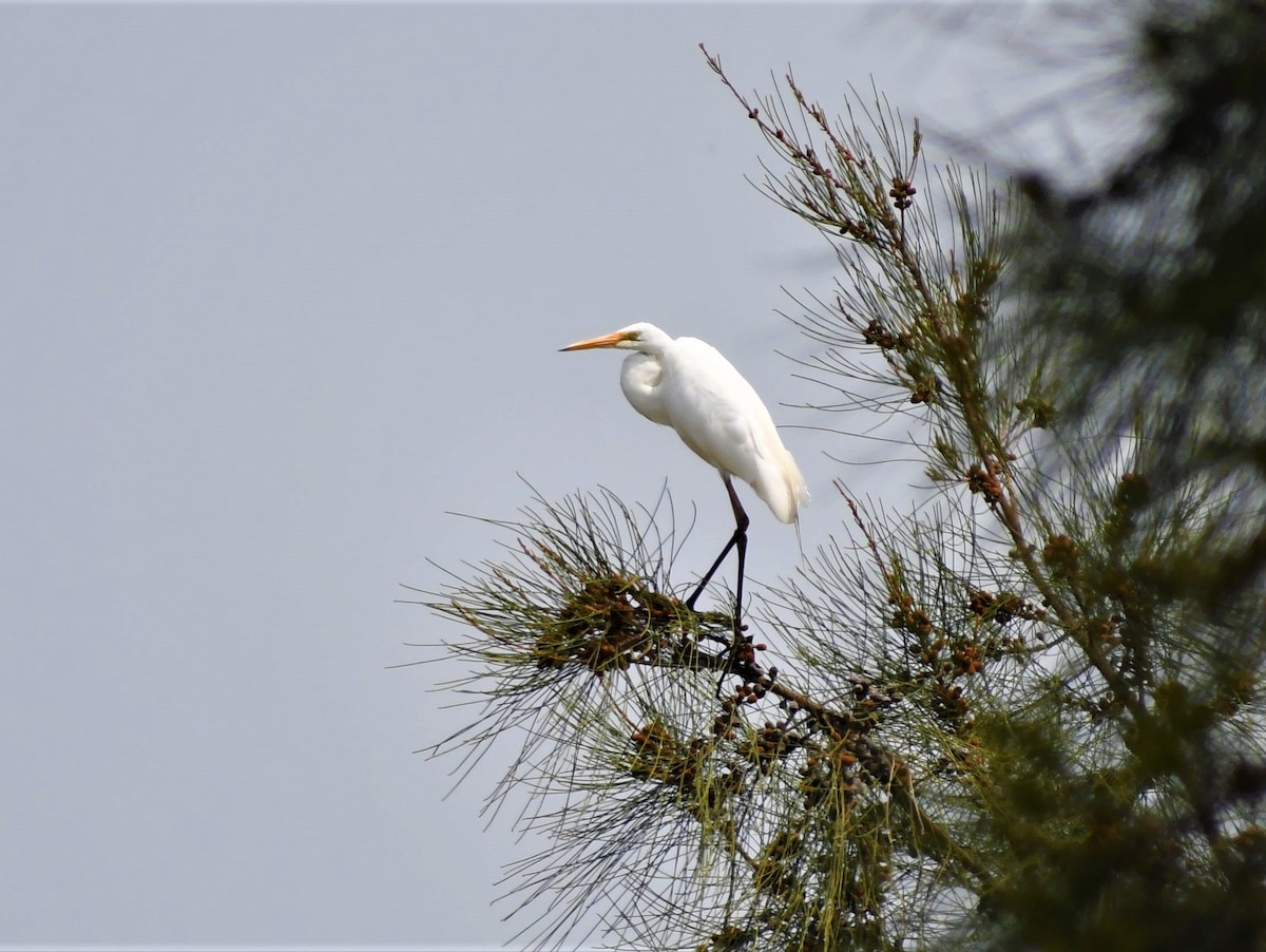 Great Egret - ML194648281