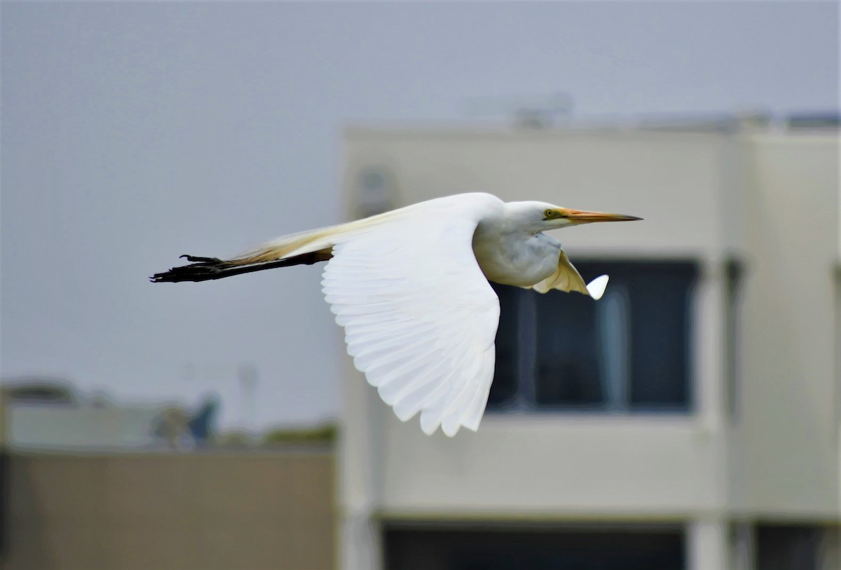 Great Egret - Ryan Kilgower