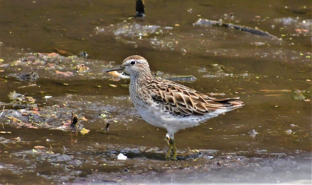 Sharp-tailed Sandpiper - Ryan Kilgower