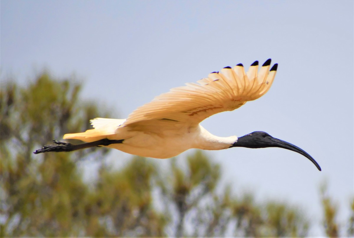 ibis australský - ML194648411
