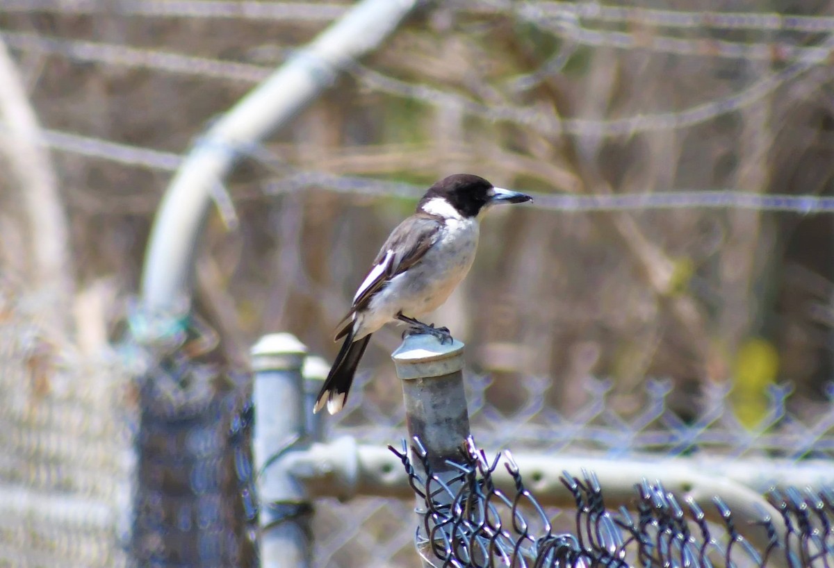 Gray Butcherbird - ML194648431