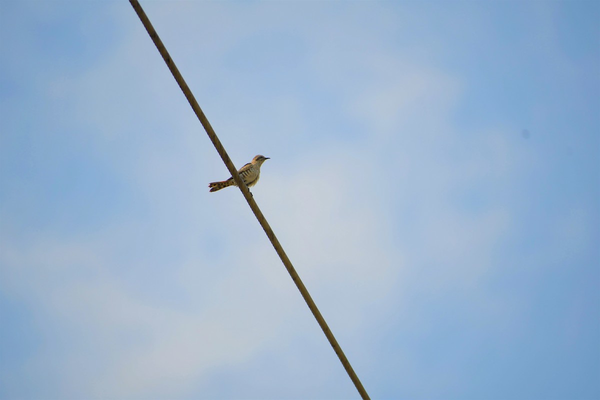 Horsfield's Bronze-Cuckoo - ML194648501