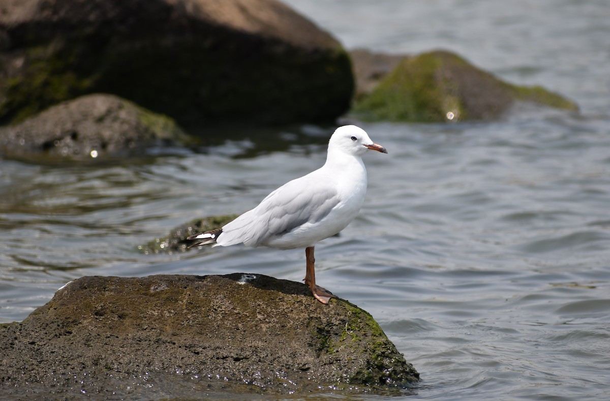 Silberkopfmöwe (novaehollandiae/forsteri) - ML194648571