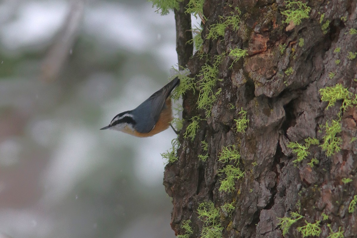 Red-breasted Nuthatch - ML194650821