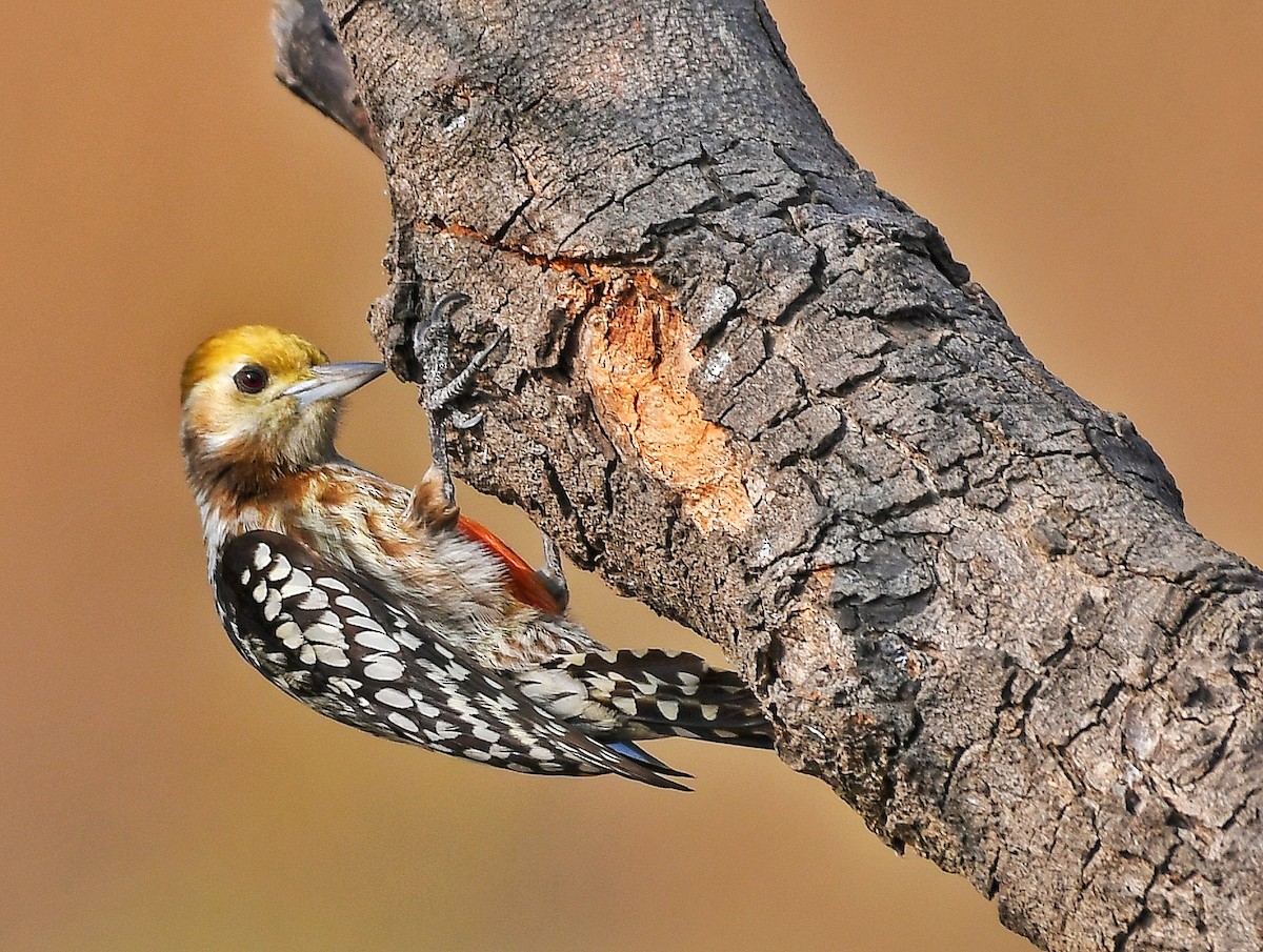Yellow-crowned Woodpecker - Sneha Gupta