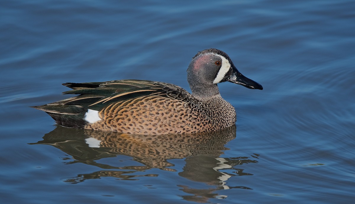 Blue-winged Teal - ML194652881