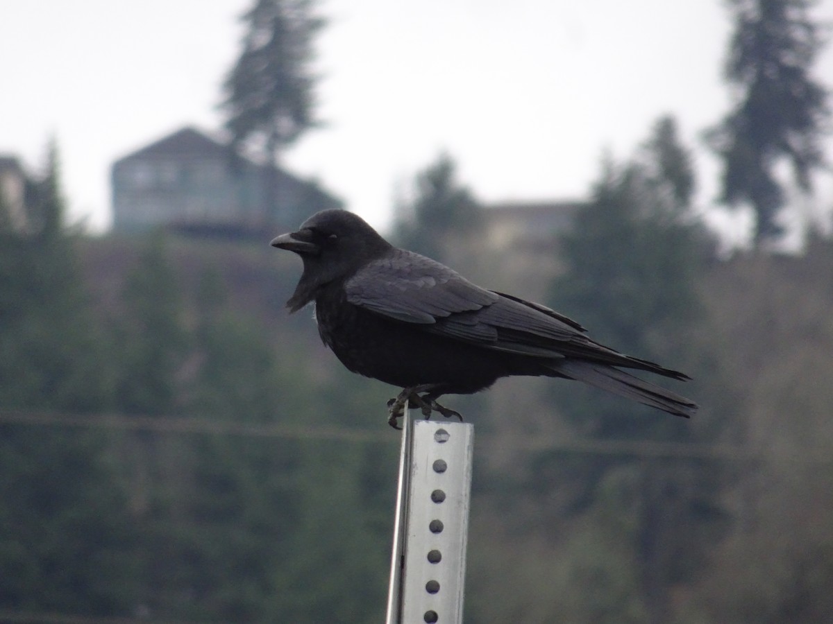 American Crow - ML194652891