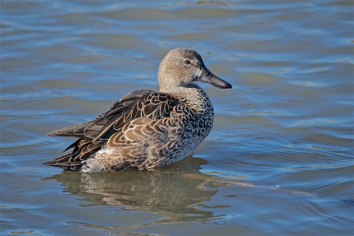 Blue-winged Teal - ML194652921