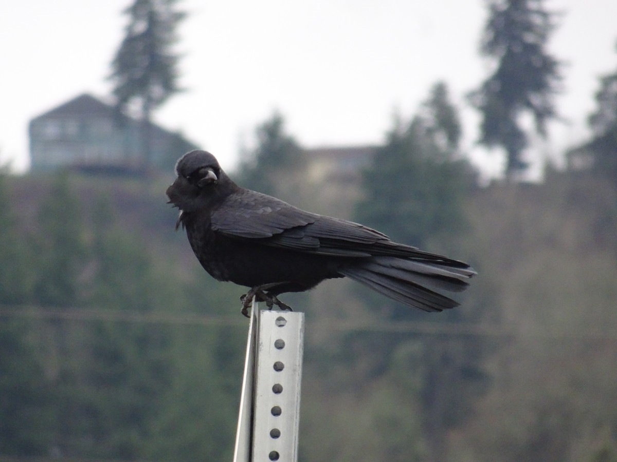 American Crow - ML194653201