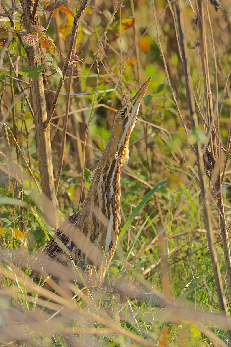 American Bittern - ML194653421