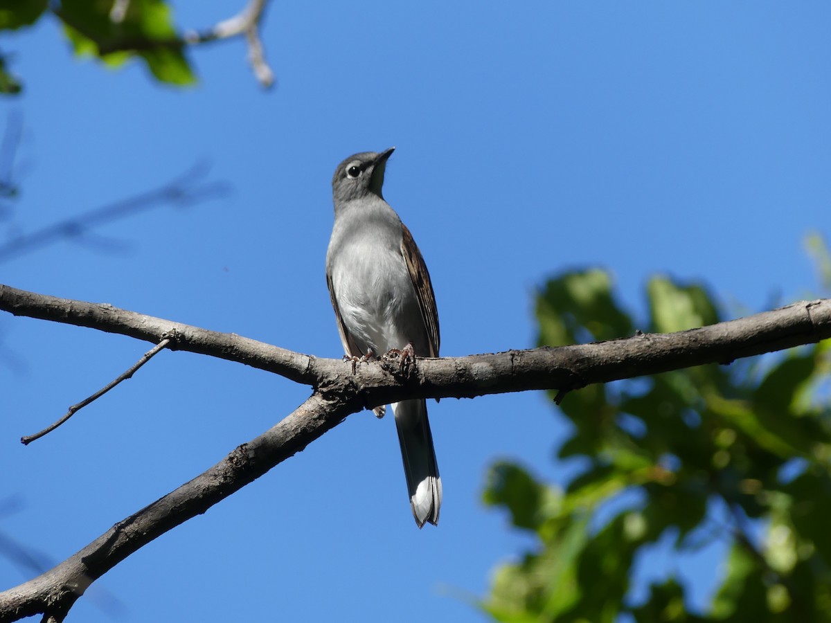 Brown-backed Solitaire - ML194653631