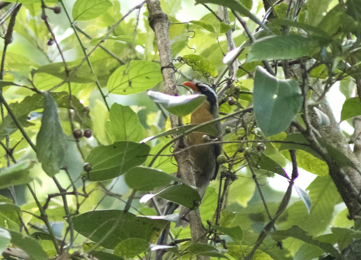 Brown-crowned Scimitar-Babbler (Phayre's) - ML194655341