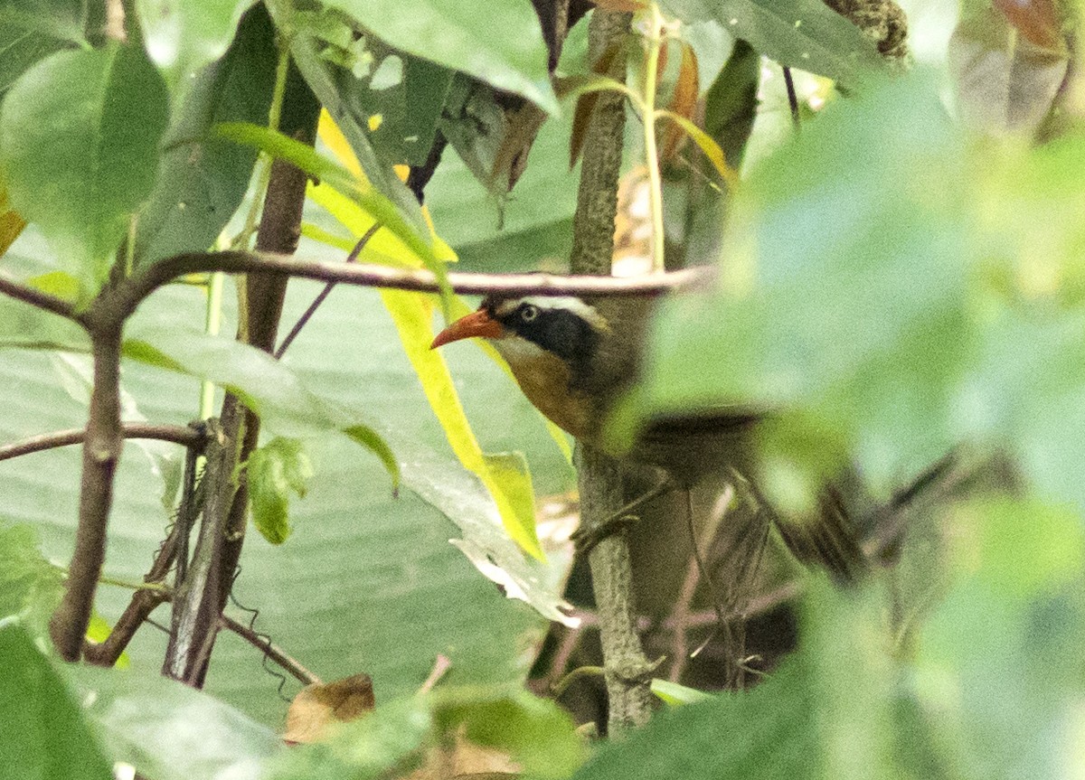 Brown-crowned Scimitar-Babbler (Phayre's) - ML194655351